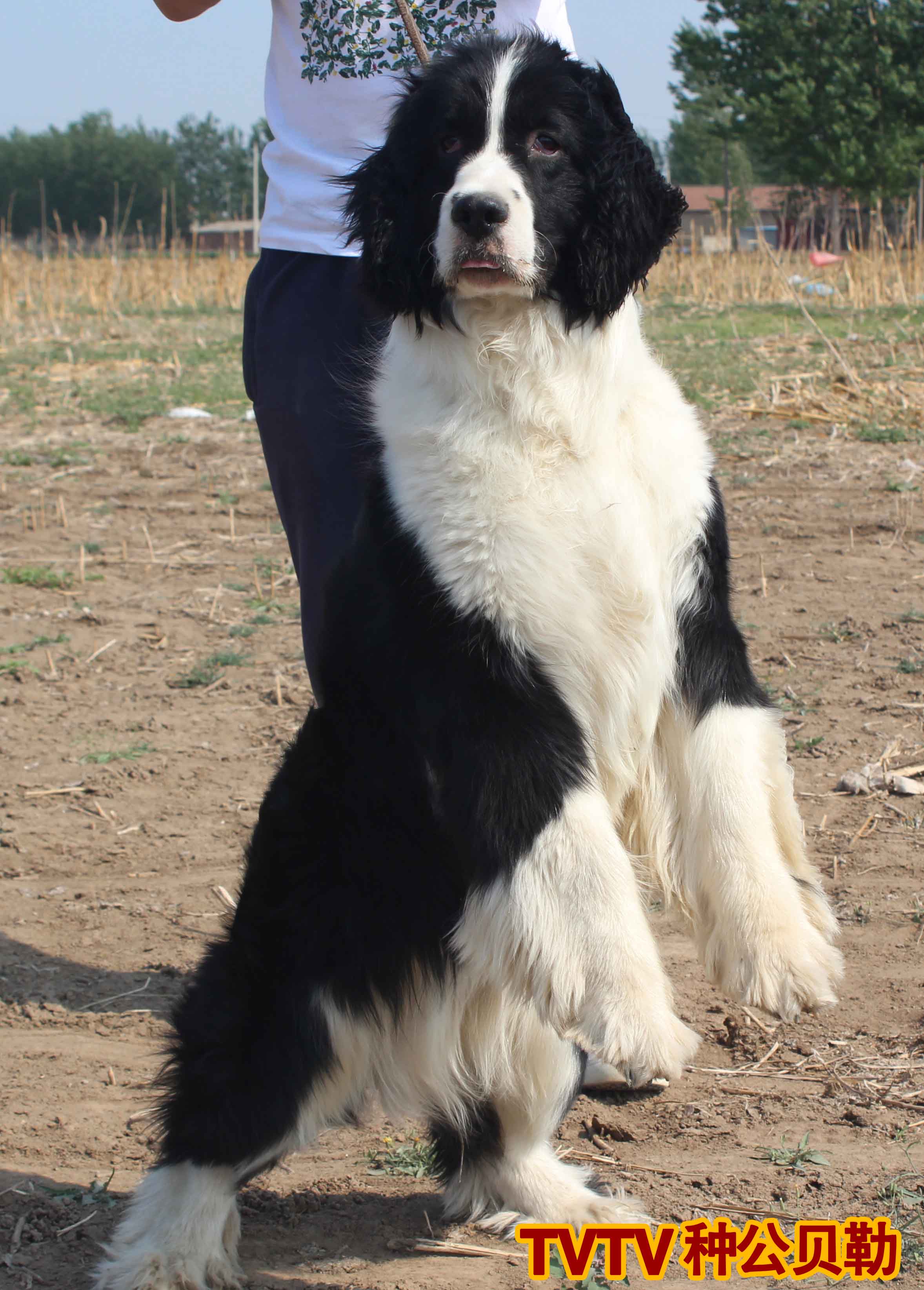 基尼展示型史宾格TVTV